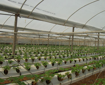 Greenhouse Accessories PE Film