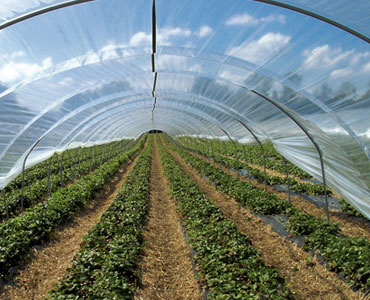 Greenhouse Accessories PE Film