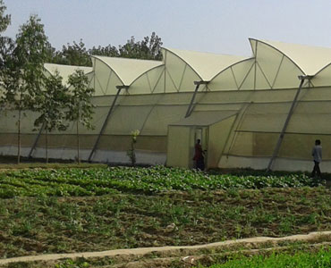Agro Green House Projects