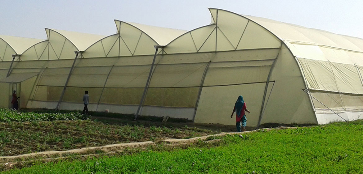 Greenhouse Project in india