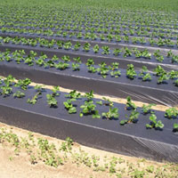 Mulch Film in karnataka